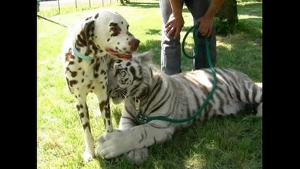 Dalmation and Tiger Make Friends