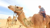 Watch: Robot jockeys race against child riders in camel race