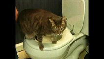 Cat Uses Toilet