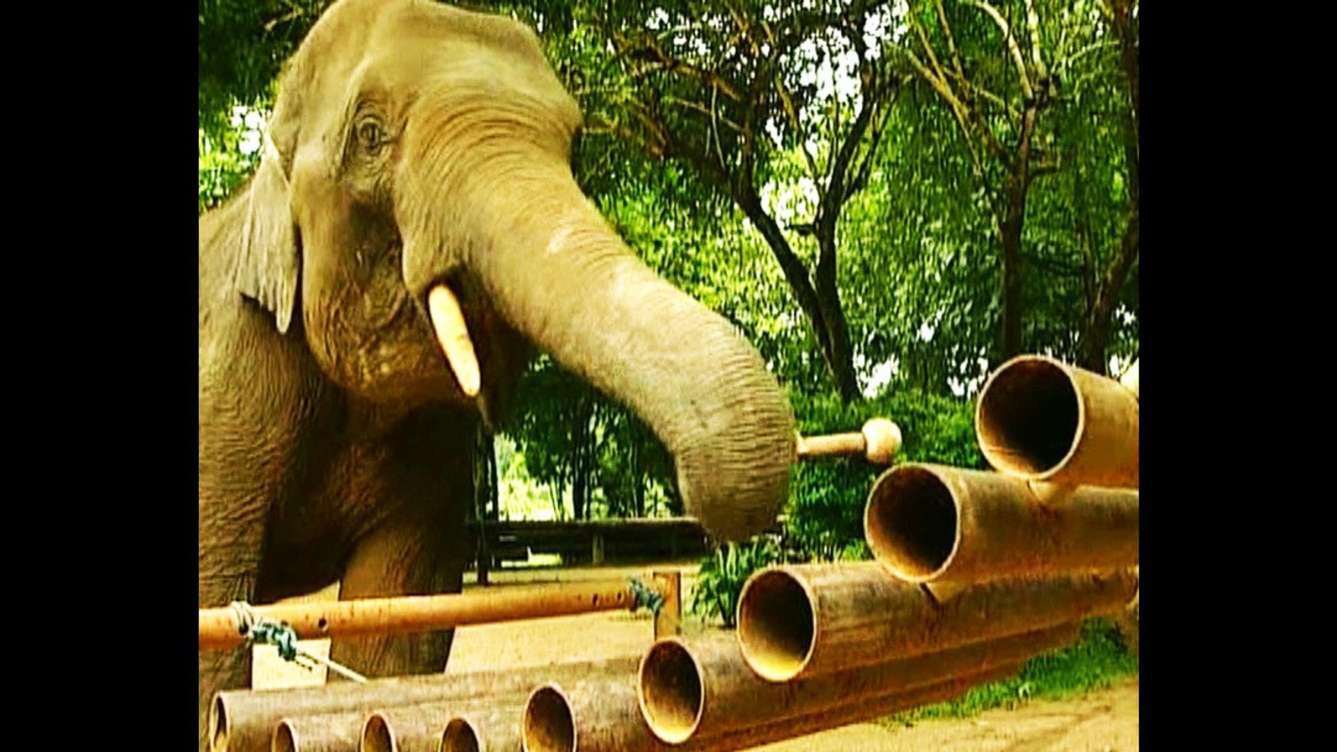 ⁣Elephant Orchestra