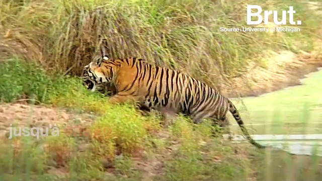 Duel : qui est le meilleur chasseur entre le lion et le tigre ?