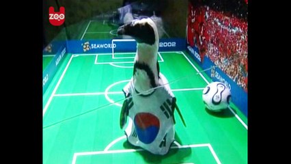 Penguin Soccer Match