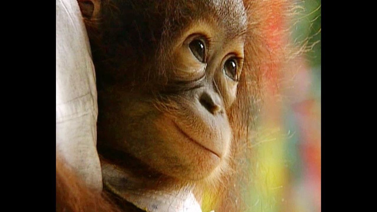 Orangutang Tea Party