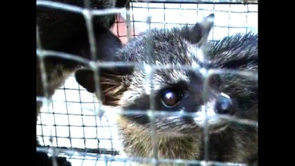 Cat Dropping Coffee!!!