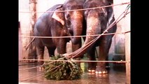Elephants Snack On Christmas Trees