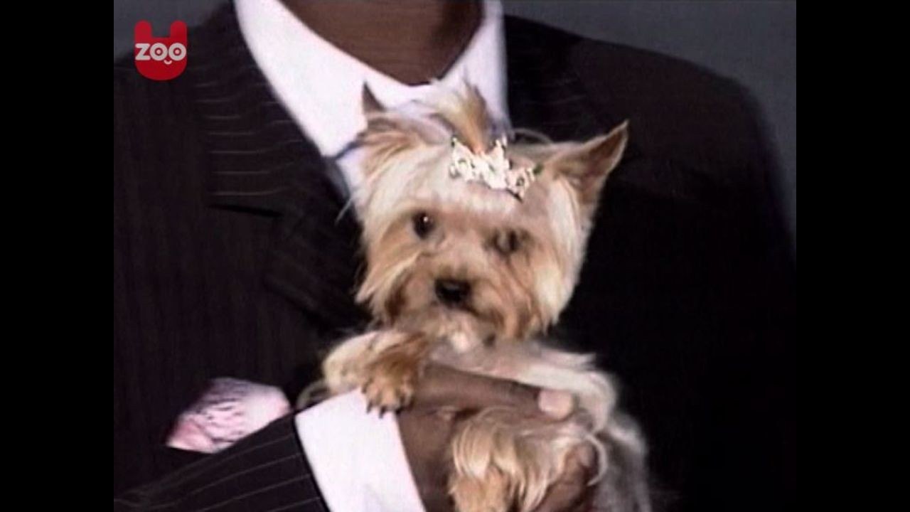 Russian Doggy Bling