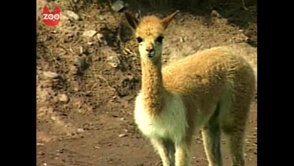 Video herunterladen: Cute Peruvian Vicunas