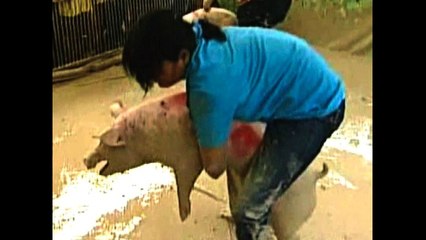 Pig Catching Competition