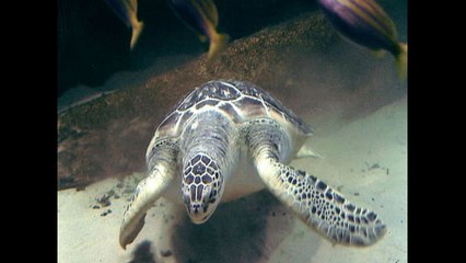 Green Turtles Get Weighed