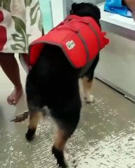 Badass pet twerking 