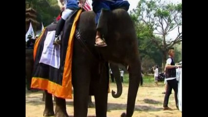 Elephant Polo Tournament