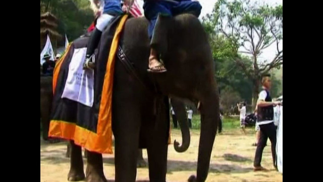 Elephant Polo Tournament