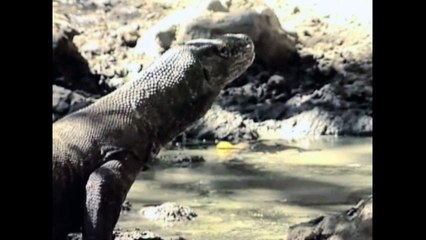 Komodo Dragon Facts