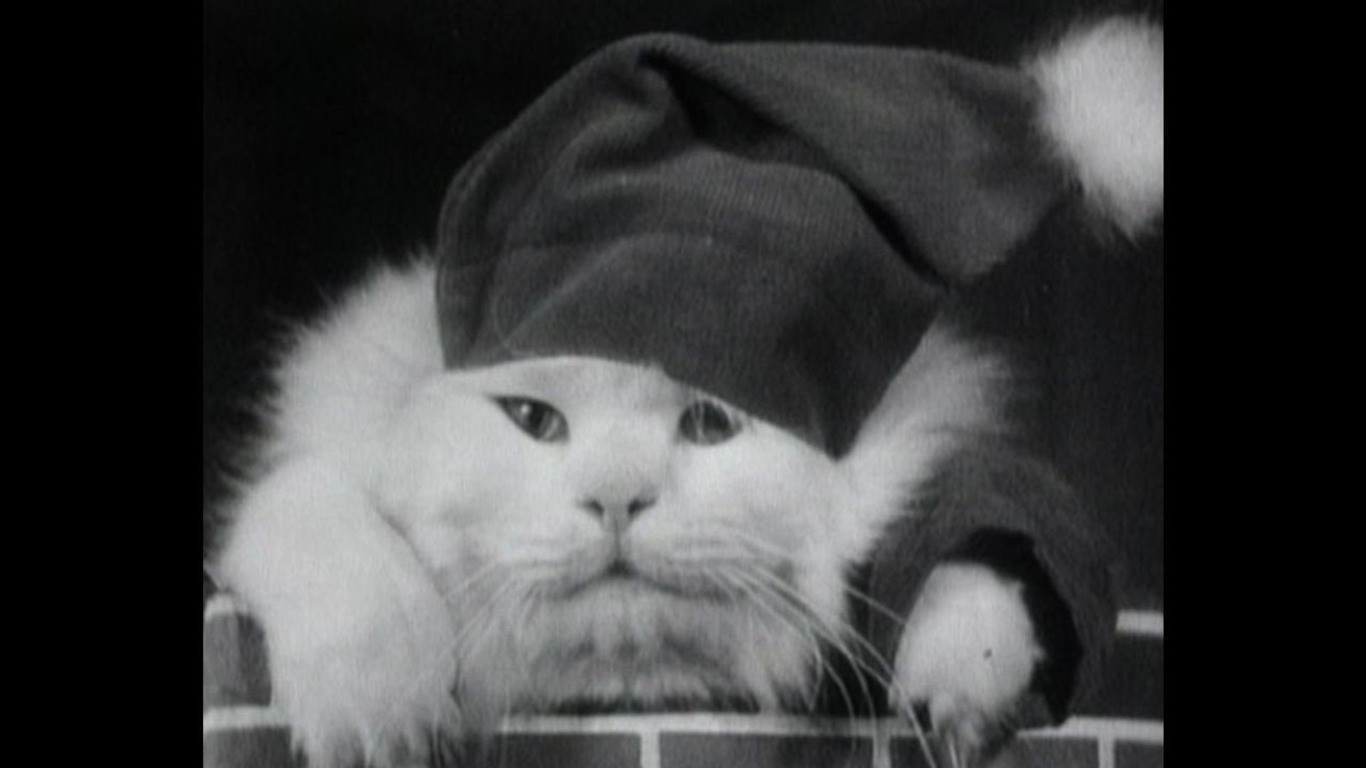 ⁣Festive Pets Compilation
