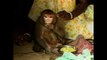 Woman Adopts Monkey