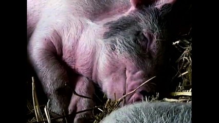 Pessimistic Pigs