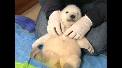 Bears 101: Discover the Difference Between Pandas, Polar Bears & More 🐻