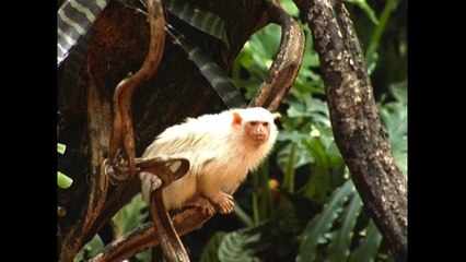 Meet the world's smallest monkeys