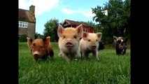 Micro Pigs