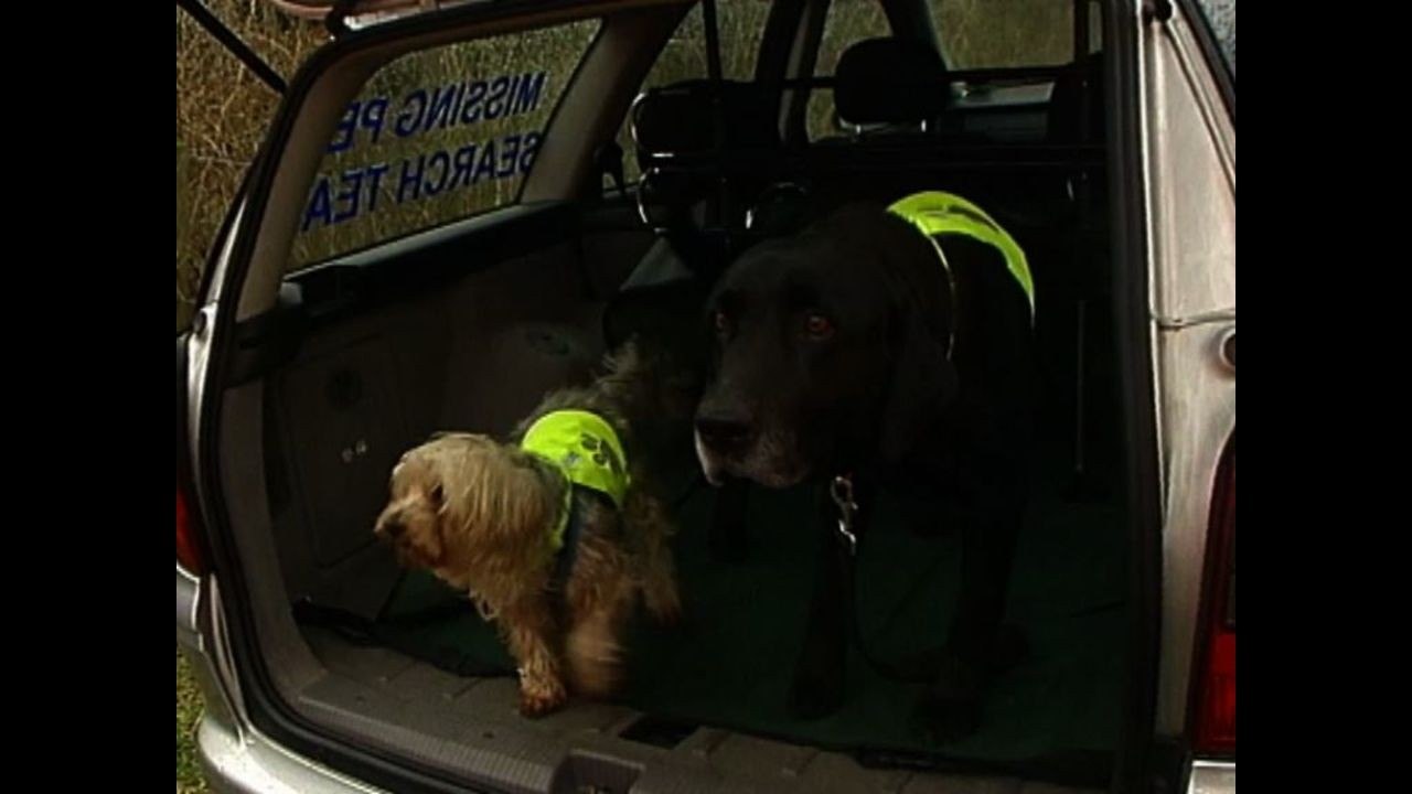 ace ventura pet detective dailymotion