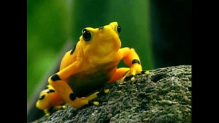 Rare Panamanian Frog Faces Extinction