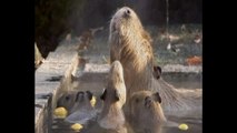 Giant Rodents Enjoy Hot Springs