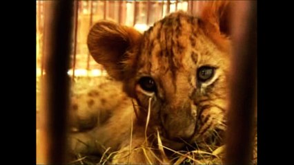 Bolivian Lion Cubs Head to US