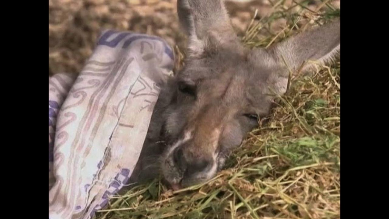 Kangaroo Toothpaste