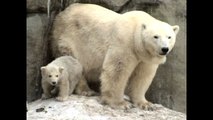 Polar Bear Triplets