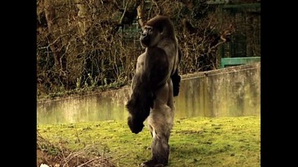 Gorilla Stands Tall