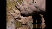 Uzoo University: Remarkable Rhinos