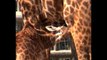 Jerusalem Zoo Welcomes Baby Giraffes