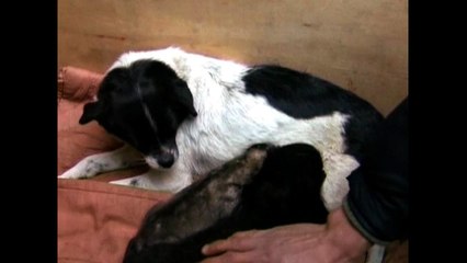 Dog Adopts Panther And Wolf Cubs