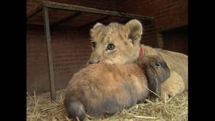 Lion Cub Plays With Dog