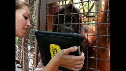 Orangutans Use iPads