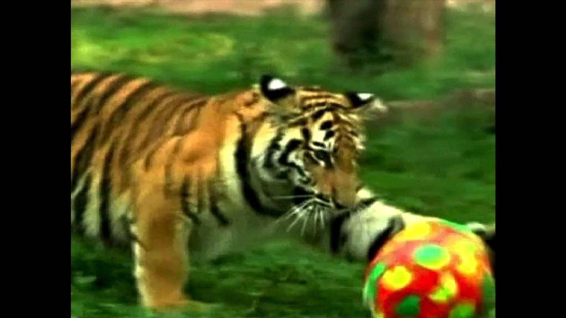 Bengal Tiger - video Dailymotion