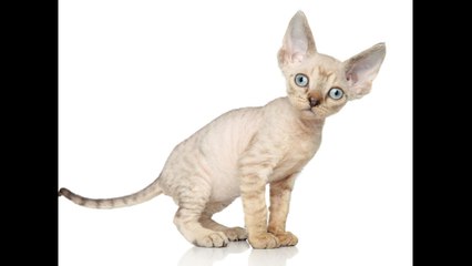 World's Weirdest Cats