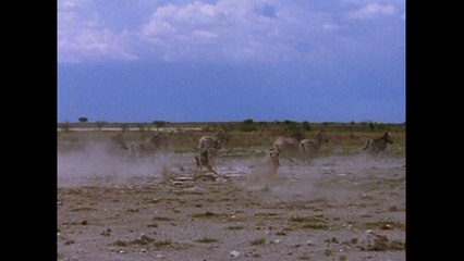 Sneaky Lion Chases Zebras