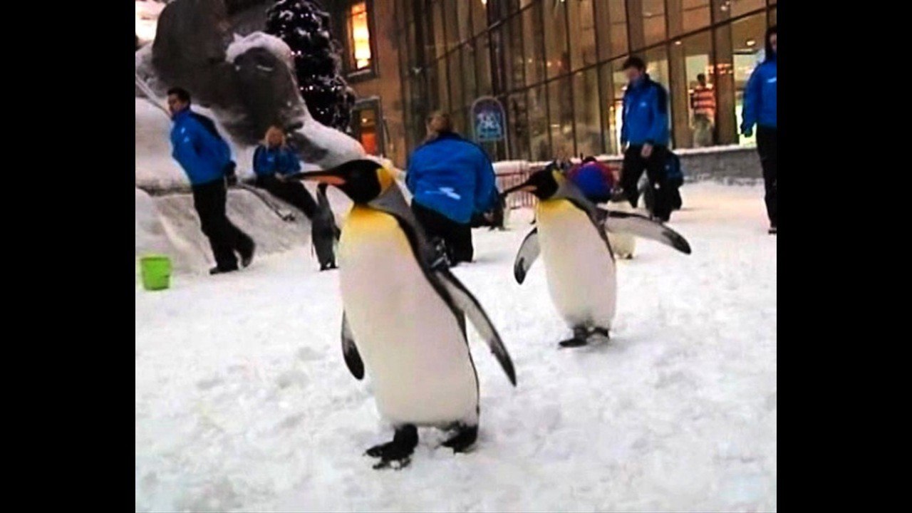 Penguins Go To Dubai