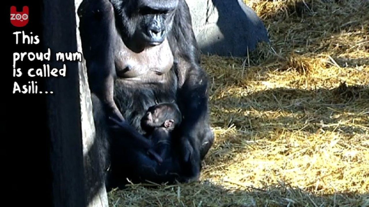 Gorilla Gives Birth