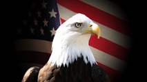 America's Greatest Animals: Bald Eagle