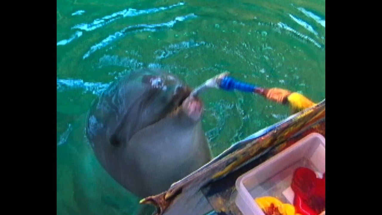 Dolphin Painter