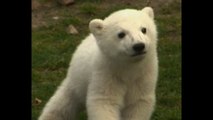 World Series Of Cute: Pandas vs Polar Bears