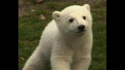 World Series Of Cute: Pandas vs Polar Bears