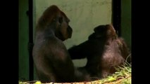 Gorilla Finds Love