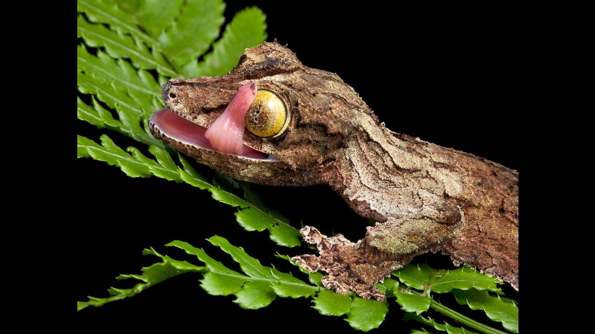 ⁣World's Weirdest Lizards