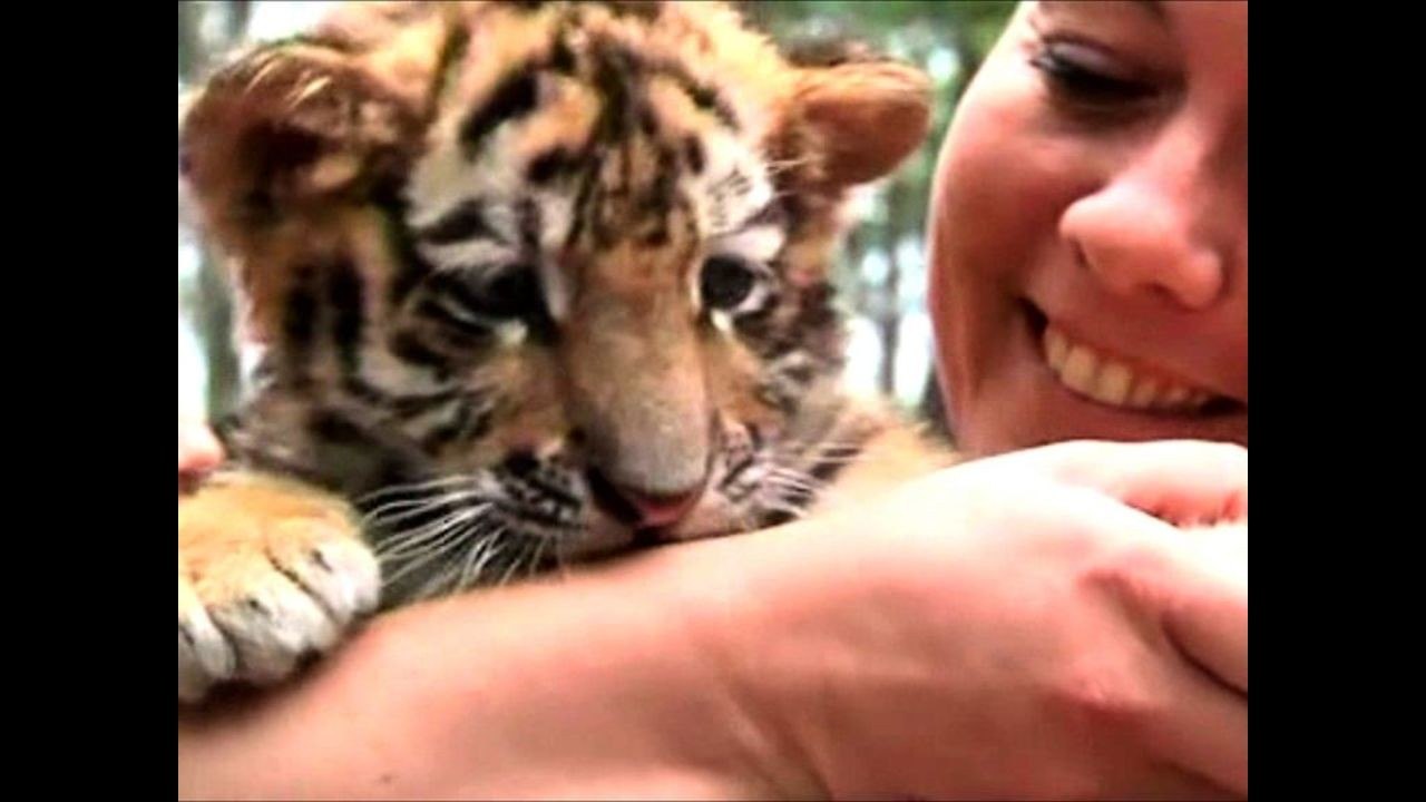 Siberian Tiger Cubs