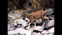 Endangered Goats Climb Mountain