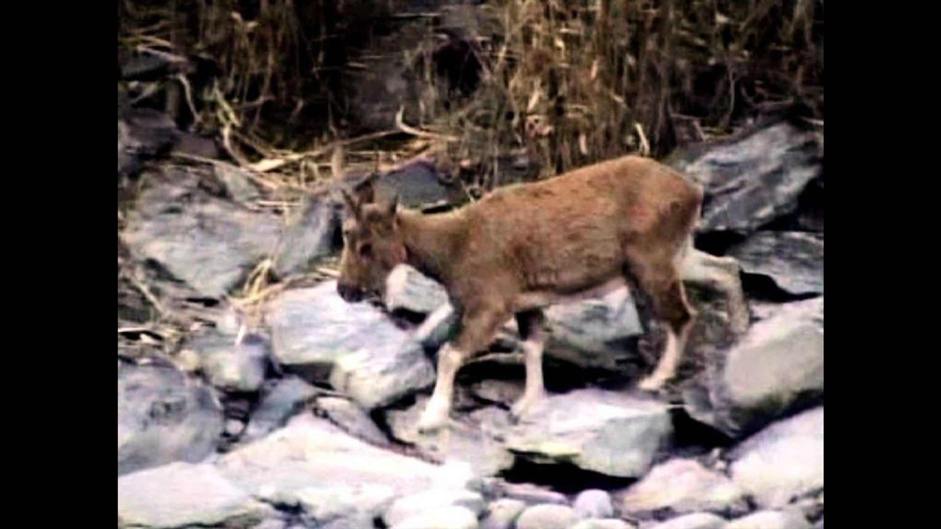 ⁣Endangered Goats Climb Mountain