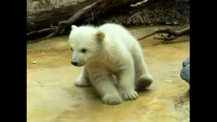 Anuri The Baby Polar Bear